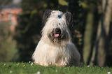 SKYE TERRIER 039